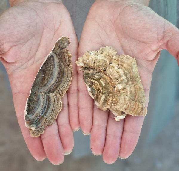 Why Turkey Tail is good for you....