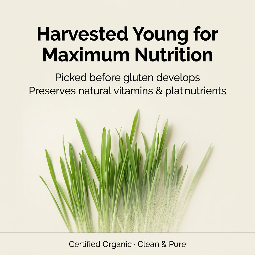 Hierba de cebada australiana ecológica certificada