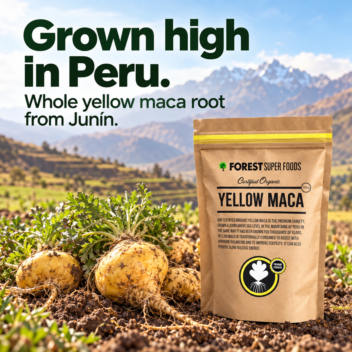 Yellow Maca Root