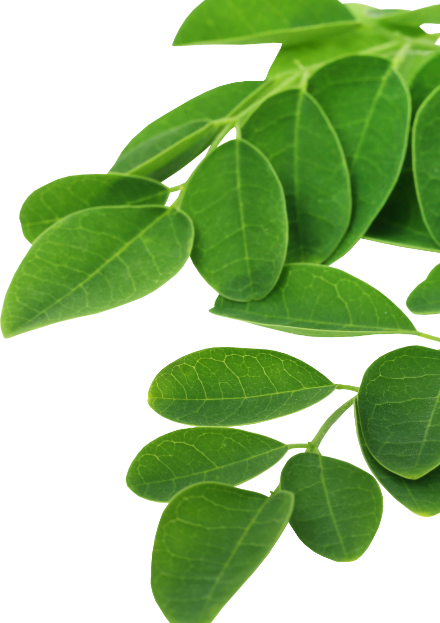 Moringa Leaf