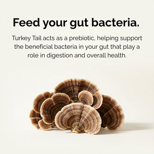 Australian Turkey Tail Mushroom Capsules | FSF