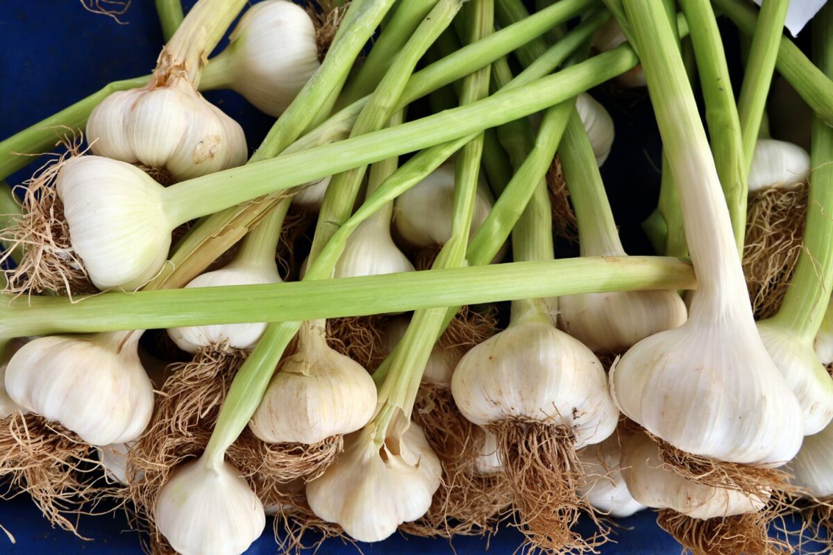 grow your own garlic