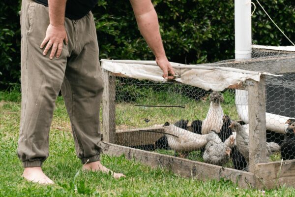 tips for keeping chickens