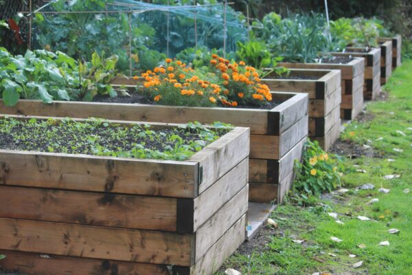 rows or raised beds