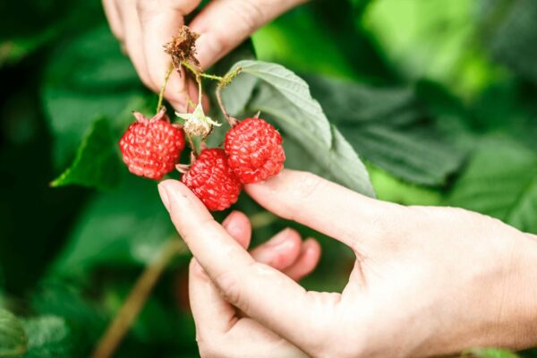 grow your own berries