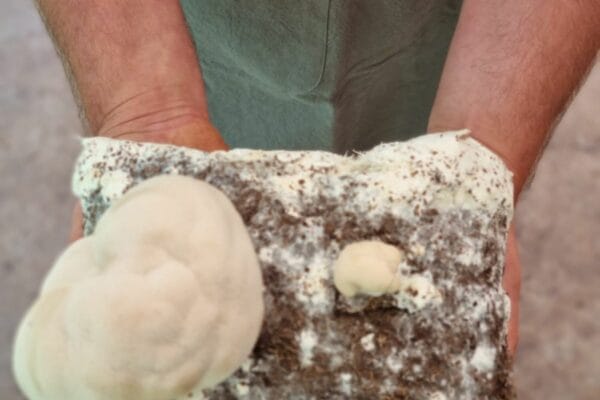 mushroom mycelium benefits