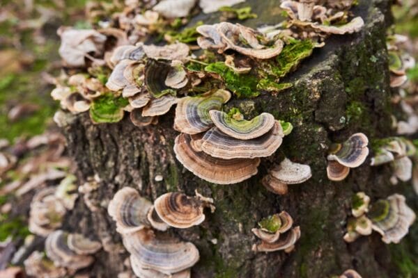 Australian Grown Mushrooms