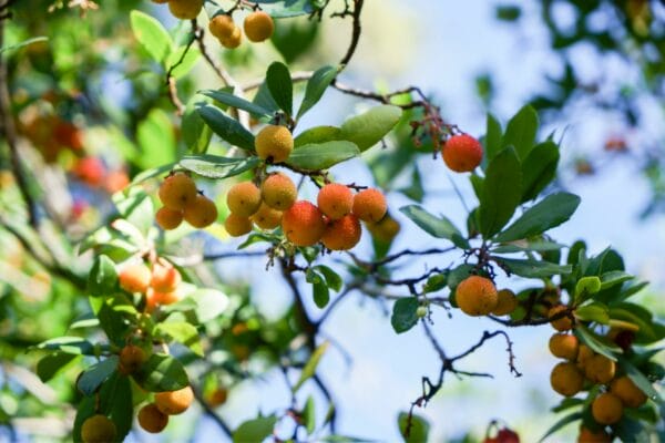 feeding fruit trees